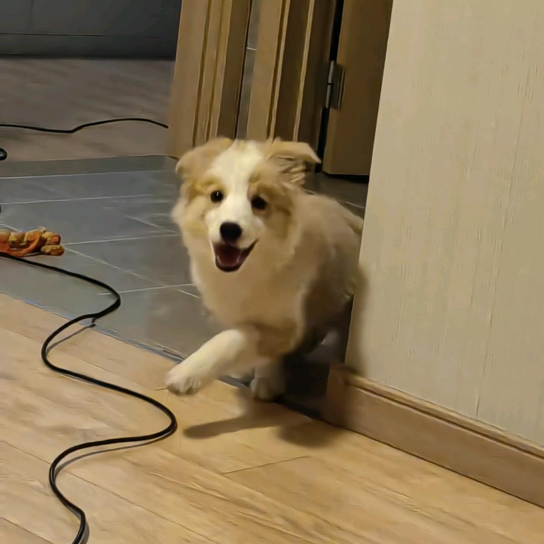 三驴蹦子(边牧33）