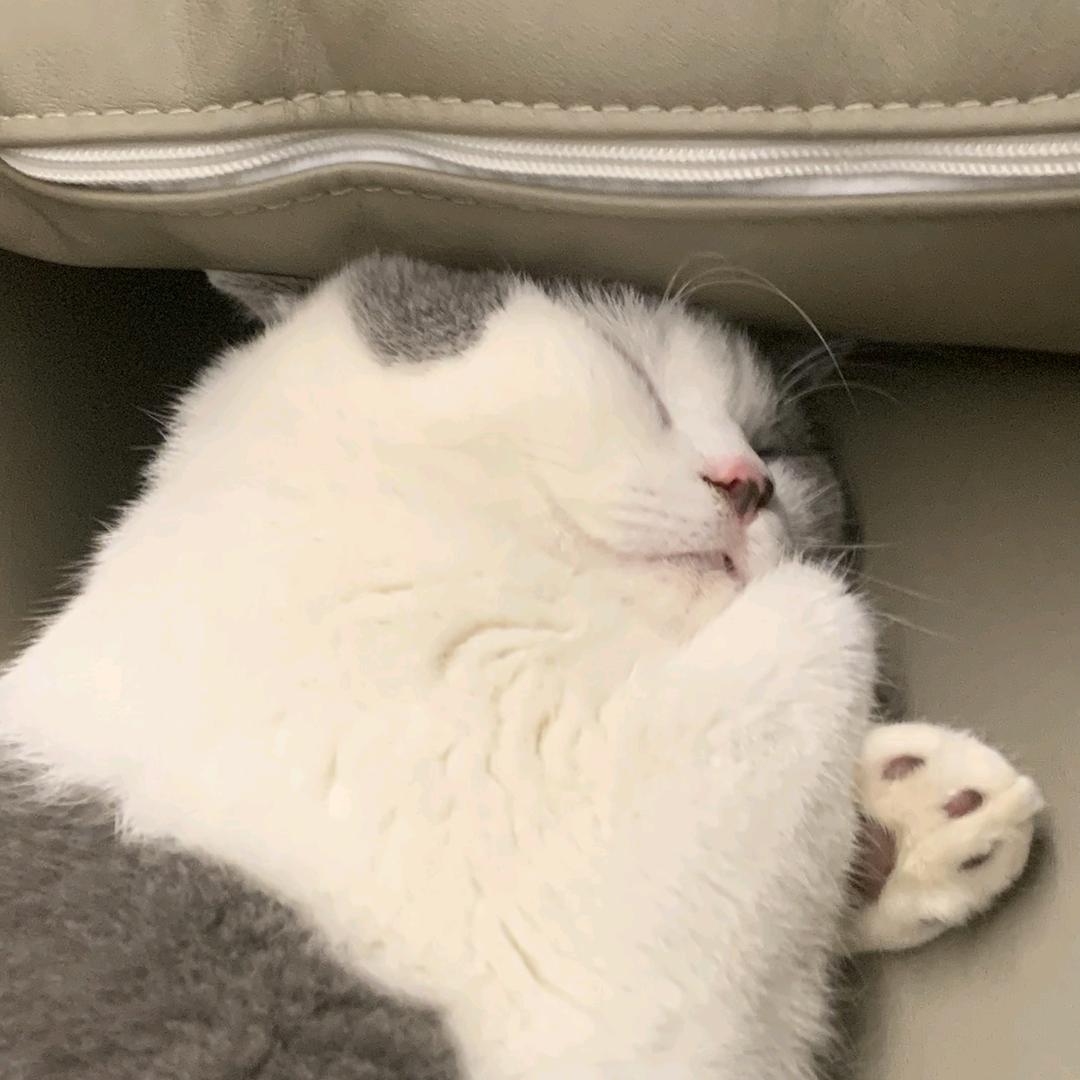 龟龟