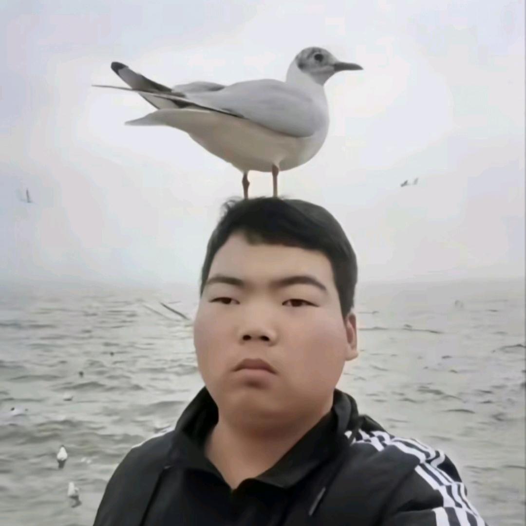 窗边的银杏树头像