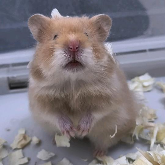 咚咚锵