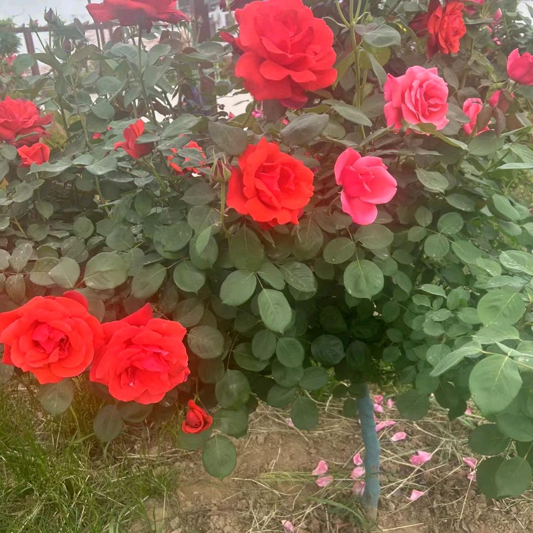 🥀₅²⁰💃亢旨不遵¹ᶟ₁₄