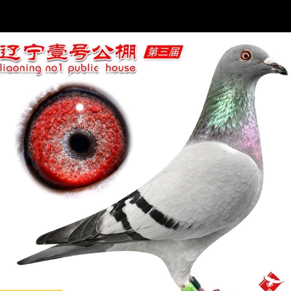 金羽飞翔