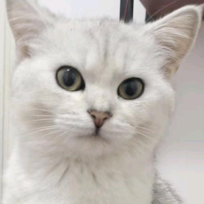 糕糕宝