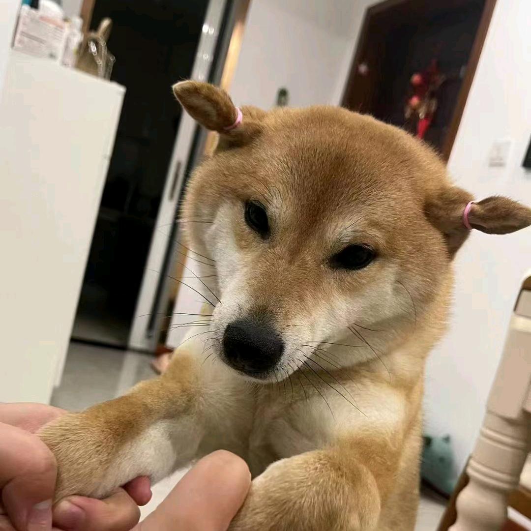 波波奶壳
