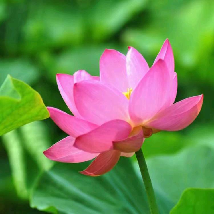 香远亦清