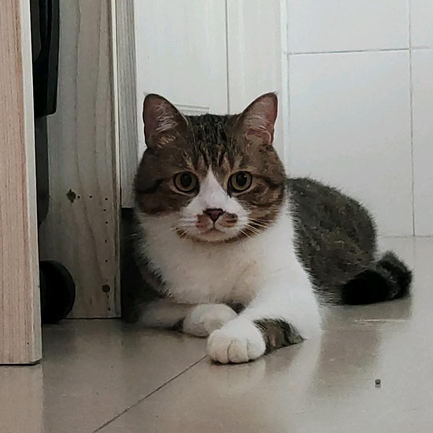 鞋带是一只猫