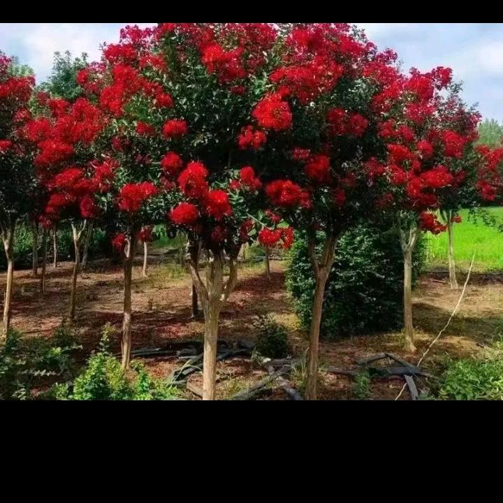 我是卖花的