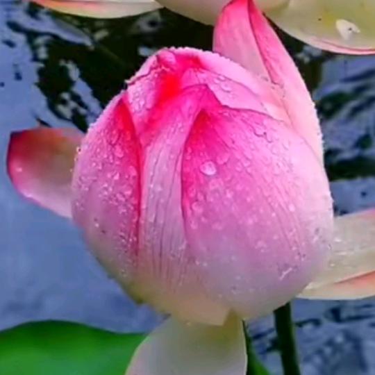 🌹勿忘我🌹