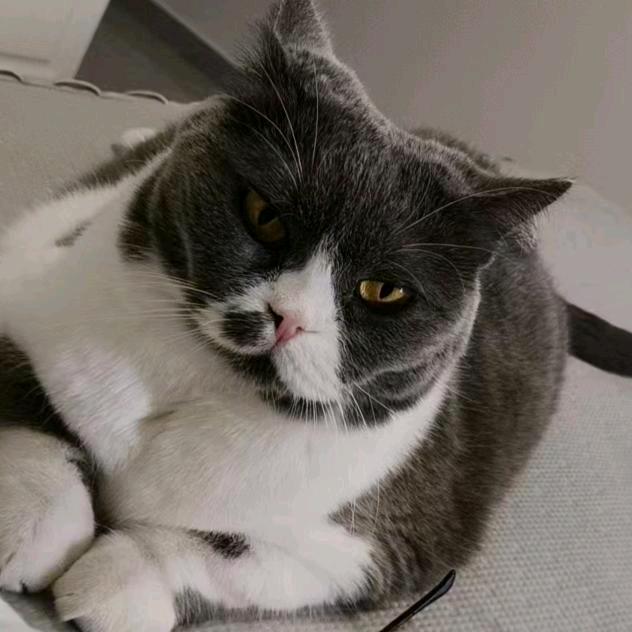 奇妙  碳水  生物