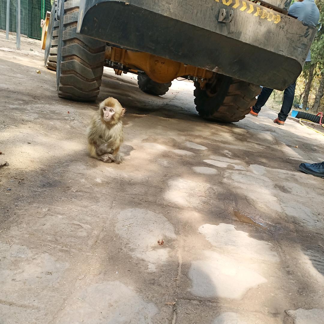 西红柿炒鸡蛋😁😁