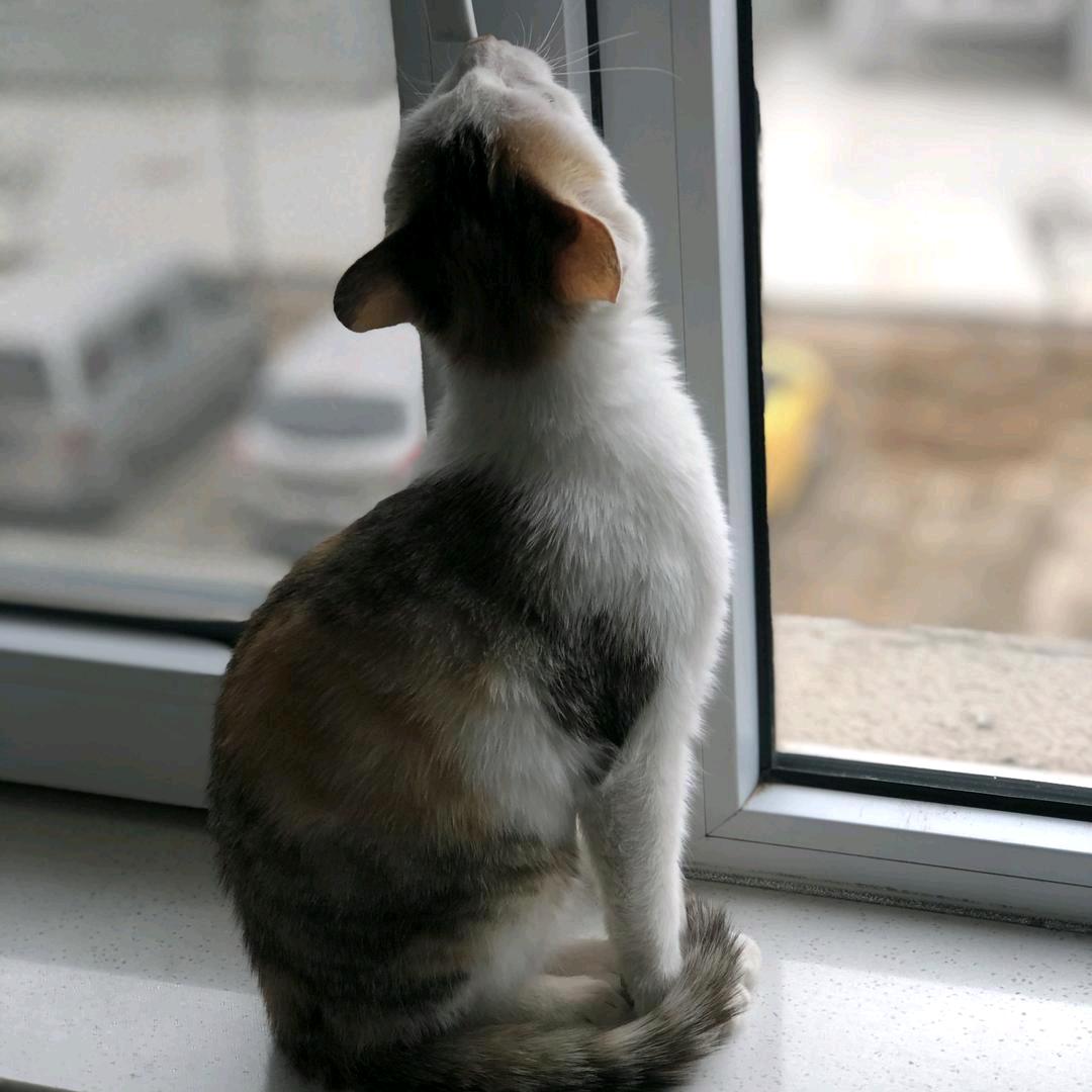 家有小猫