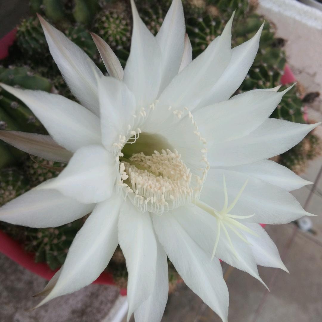 白百合.