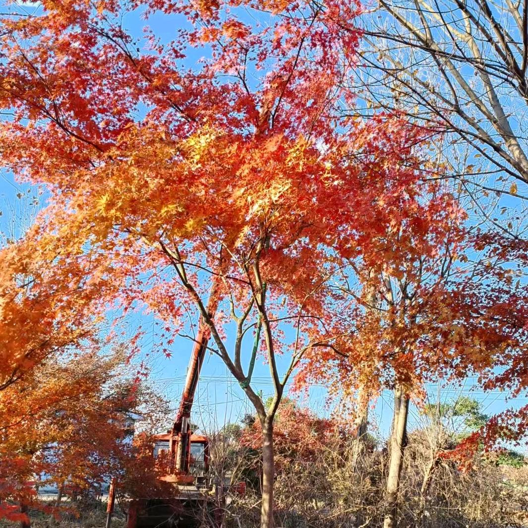 枫树基地
