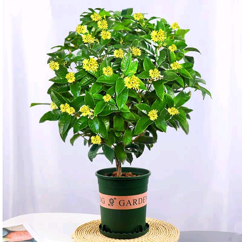 亦臻桂花园艺