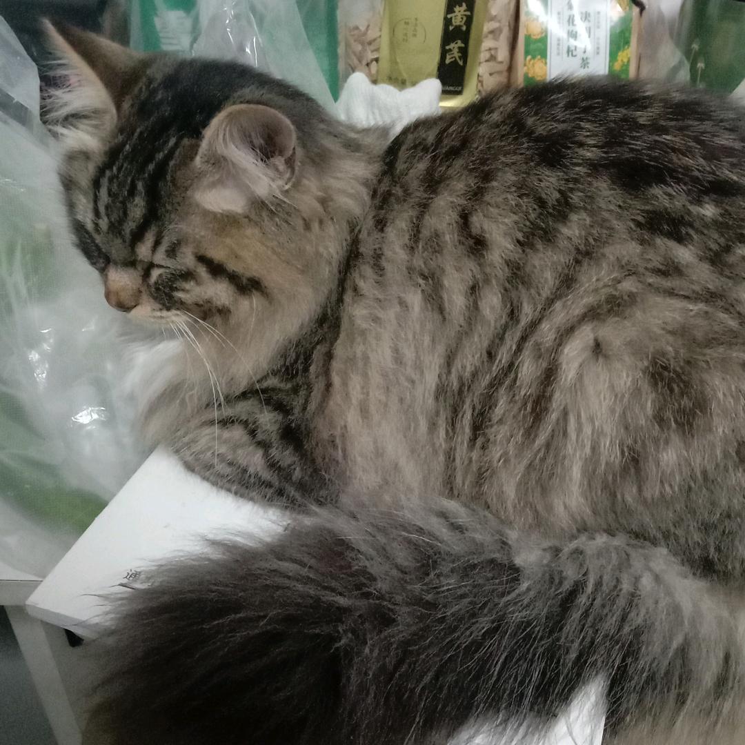 野猫@☞