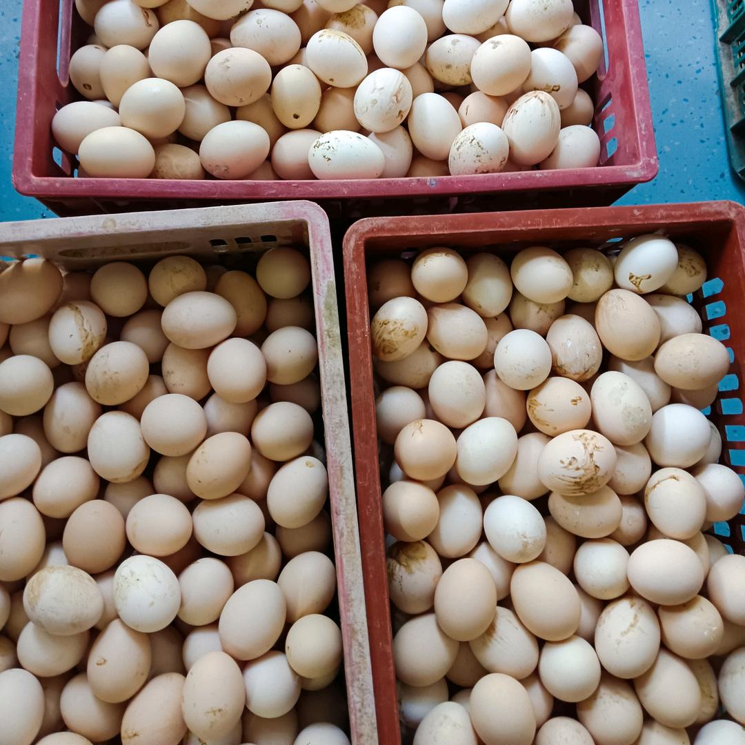 耀兴放山鸡蛋批发