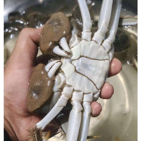 毅翔鸽舍