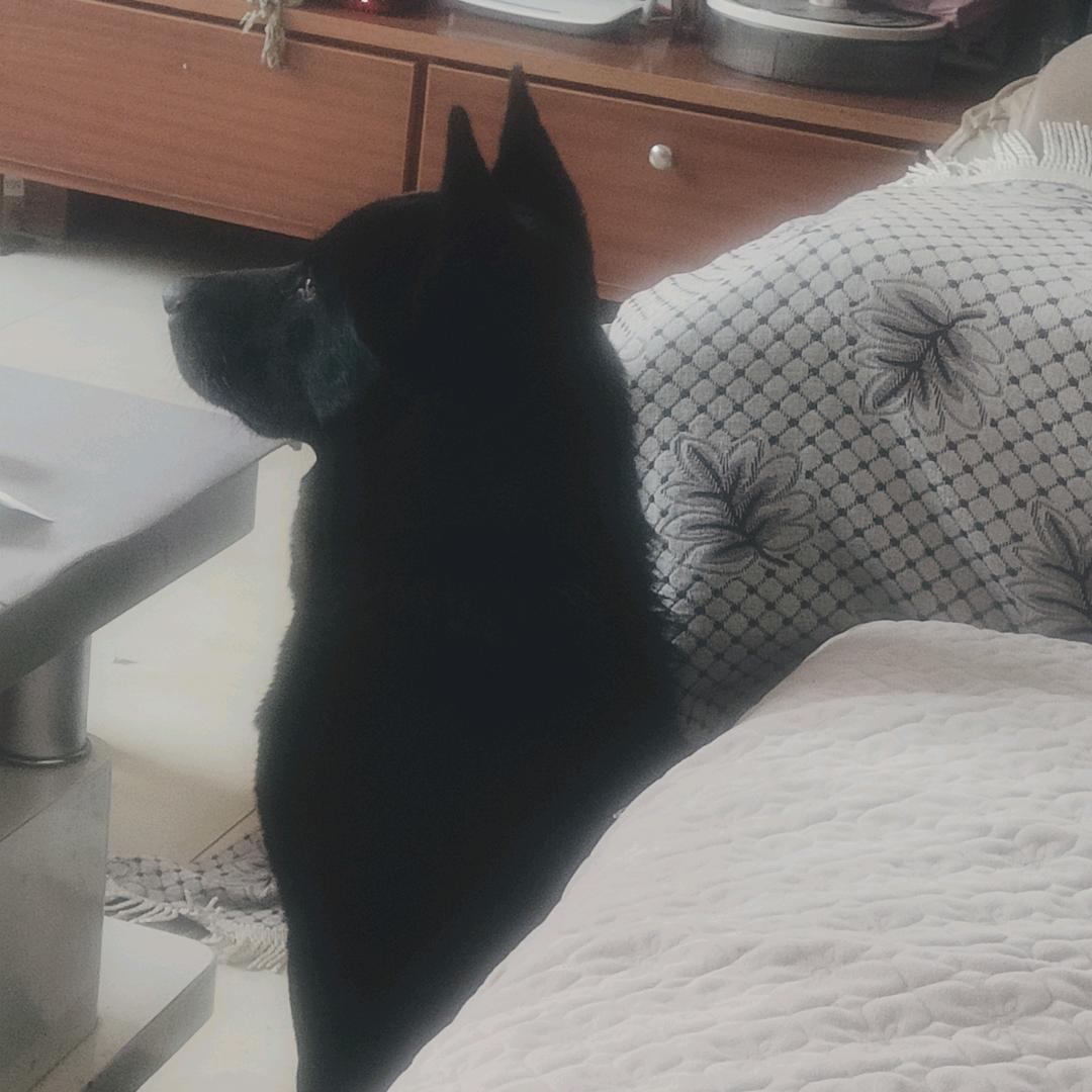 我和二黑（五黑犬）的日常