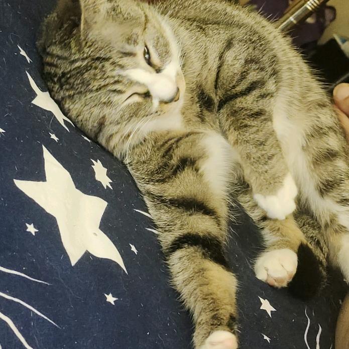 meme嘤嘤猫