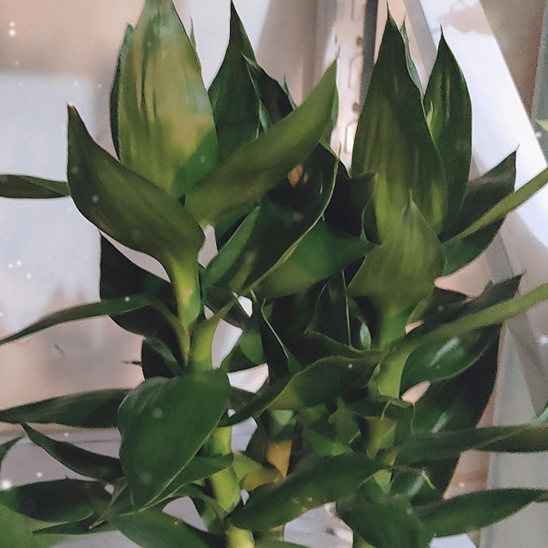 💕寒梅💗傲雪