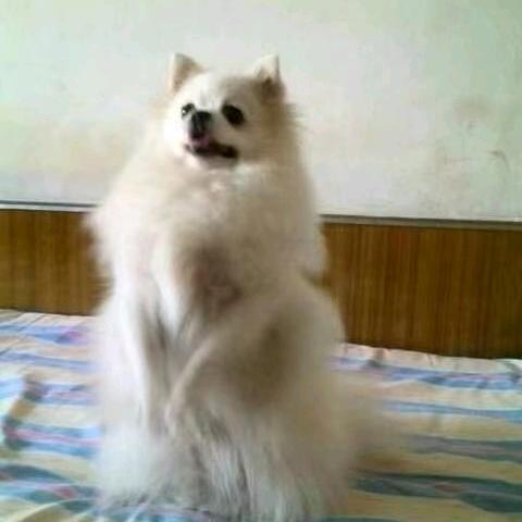 快乐的球迷929头像