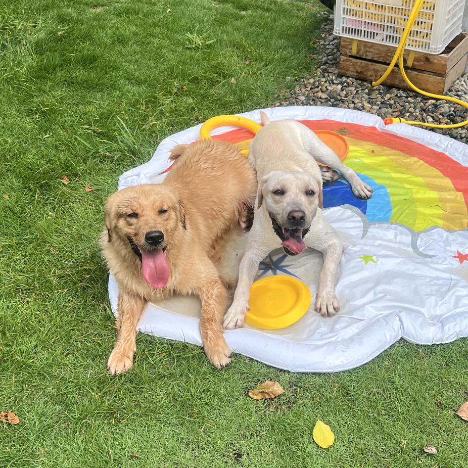 帅帅金和丑丑银