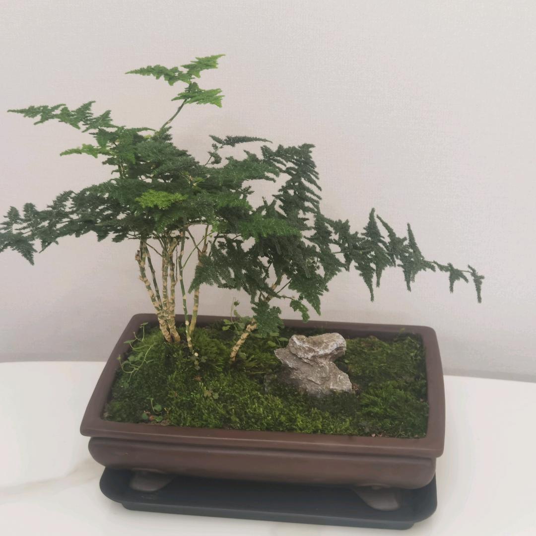 逆风更适合飞翔