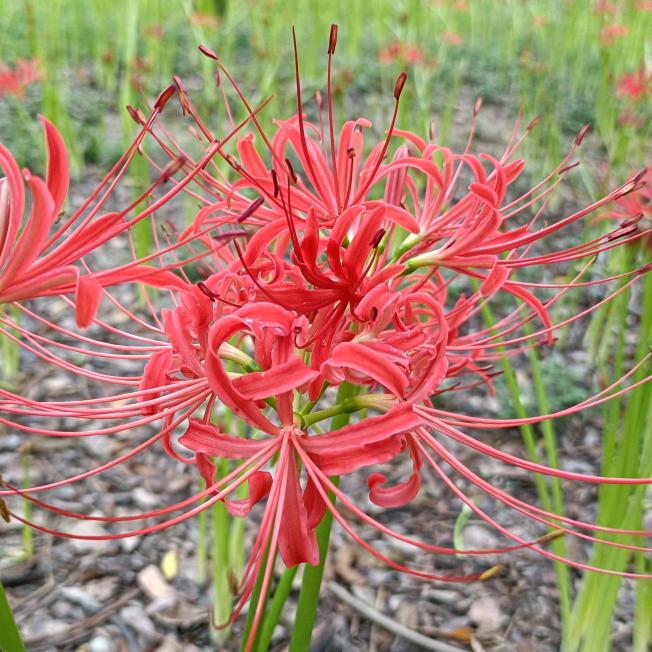 ♡🌻玉茹♡✨ᨳᤢ້໌ᮩᤣ