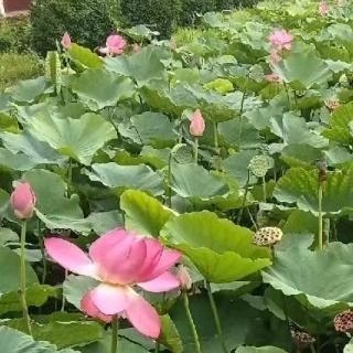 鱼