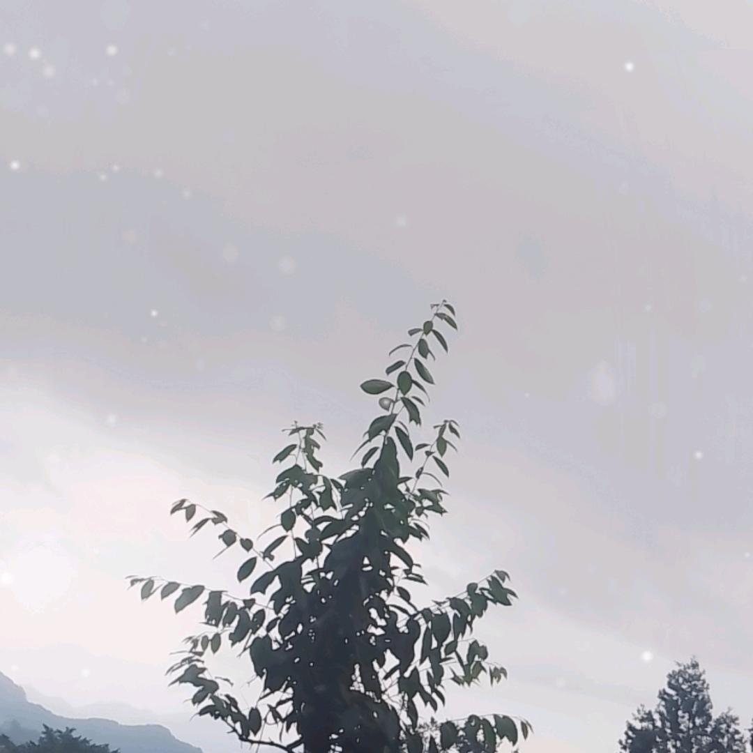 柠檬c
