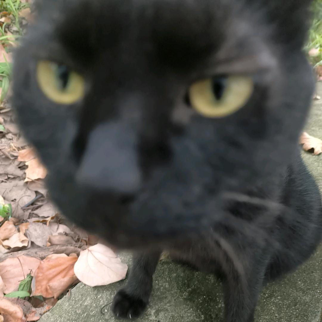 鸢尾的花语是什么