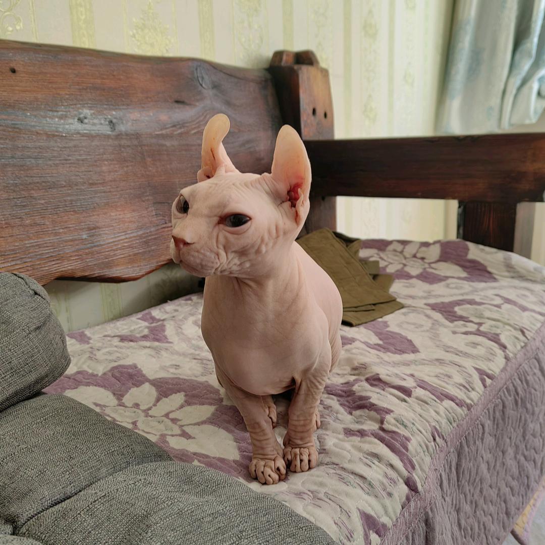 佳