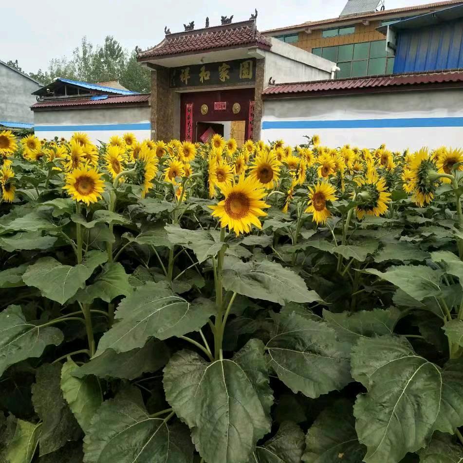 心❤想事成