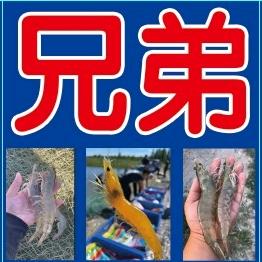 铁柱兄弟南美虾育苗、收虾