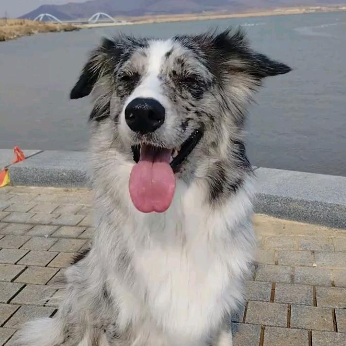 一朵花花（猫老大版）