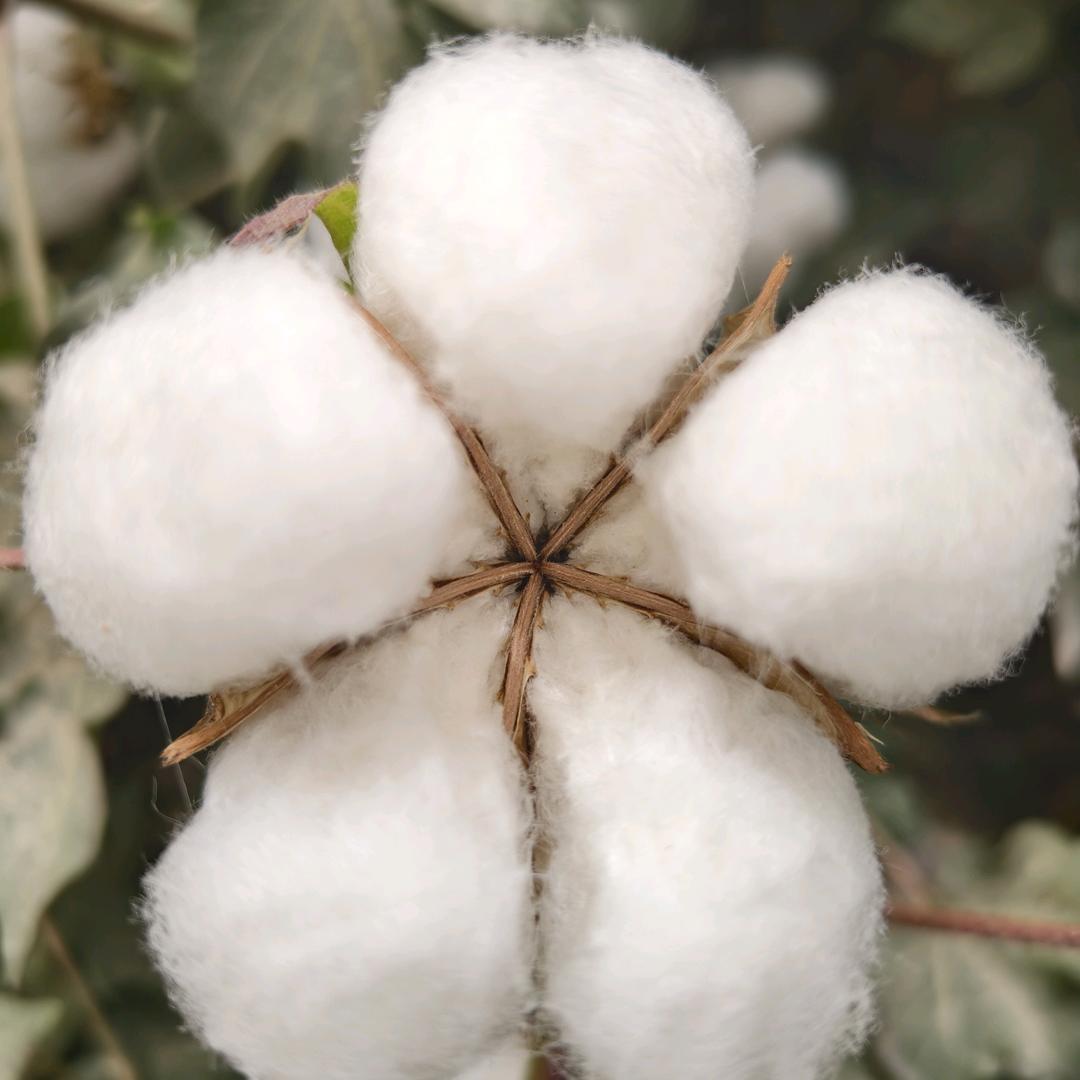 科氏帛种业——地力