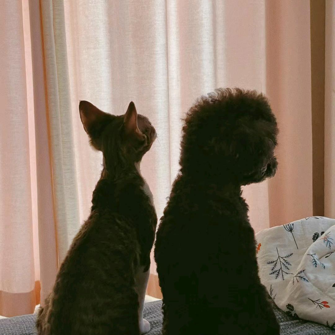 🐱