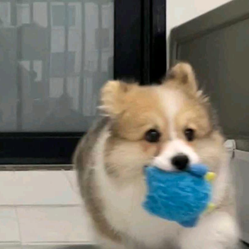 hdhsg汪汪队出动头像
