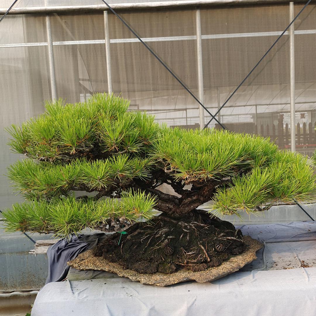 瑞松（黑松，黄山松）