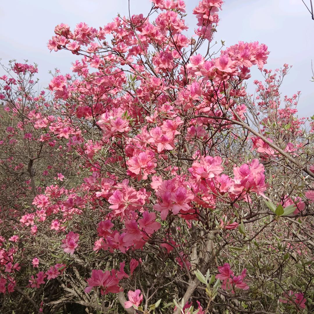 心如止水