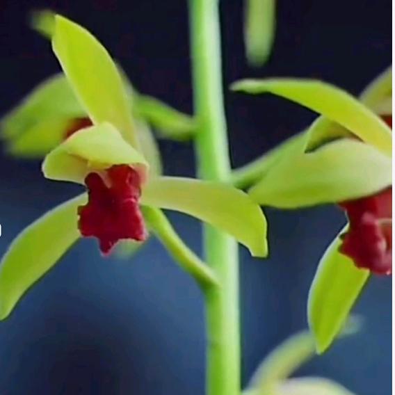 海岛桂香兰苑的头像