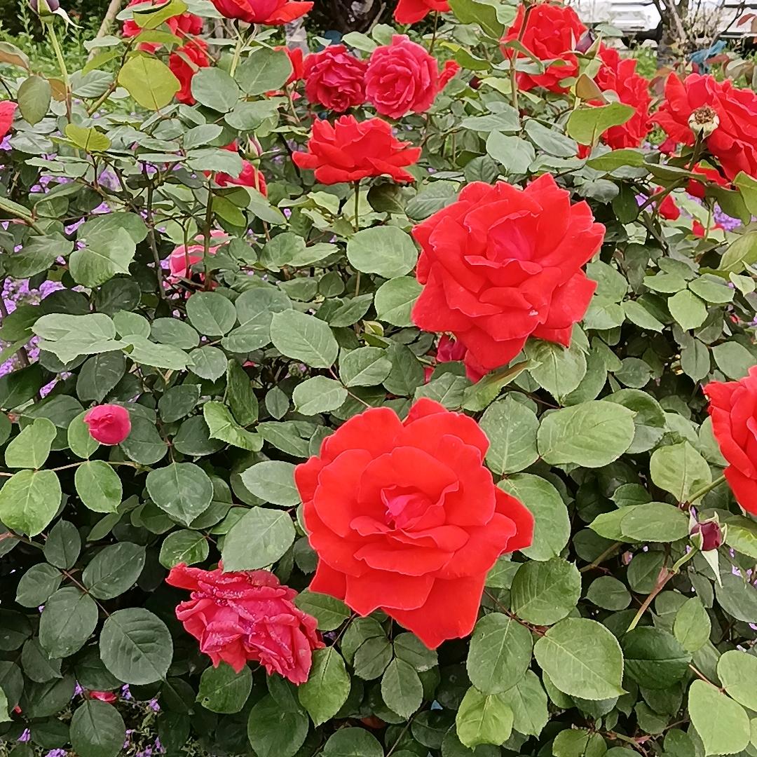 猜🍂不🍁透🍀的🌸人❤️