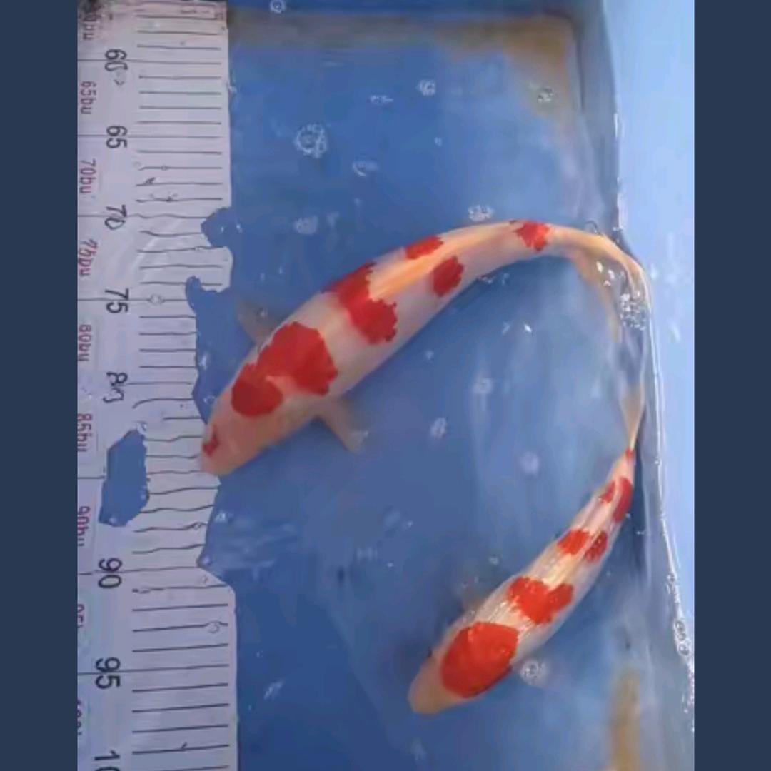 大海水族锦鲤养殖基地