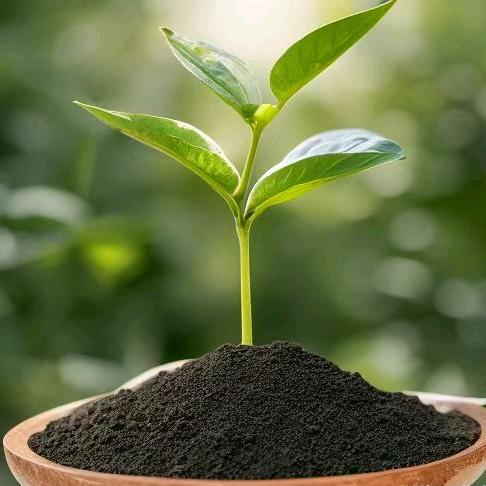 发酵鸡粪 羊粪厂家直销    张