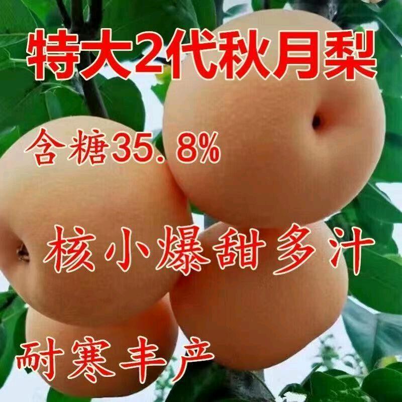 大云子果树苗木专营店优选