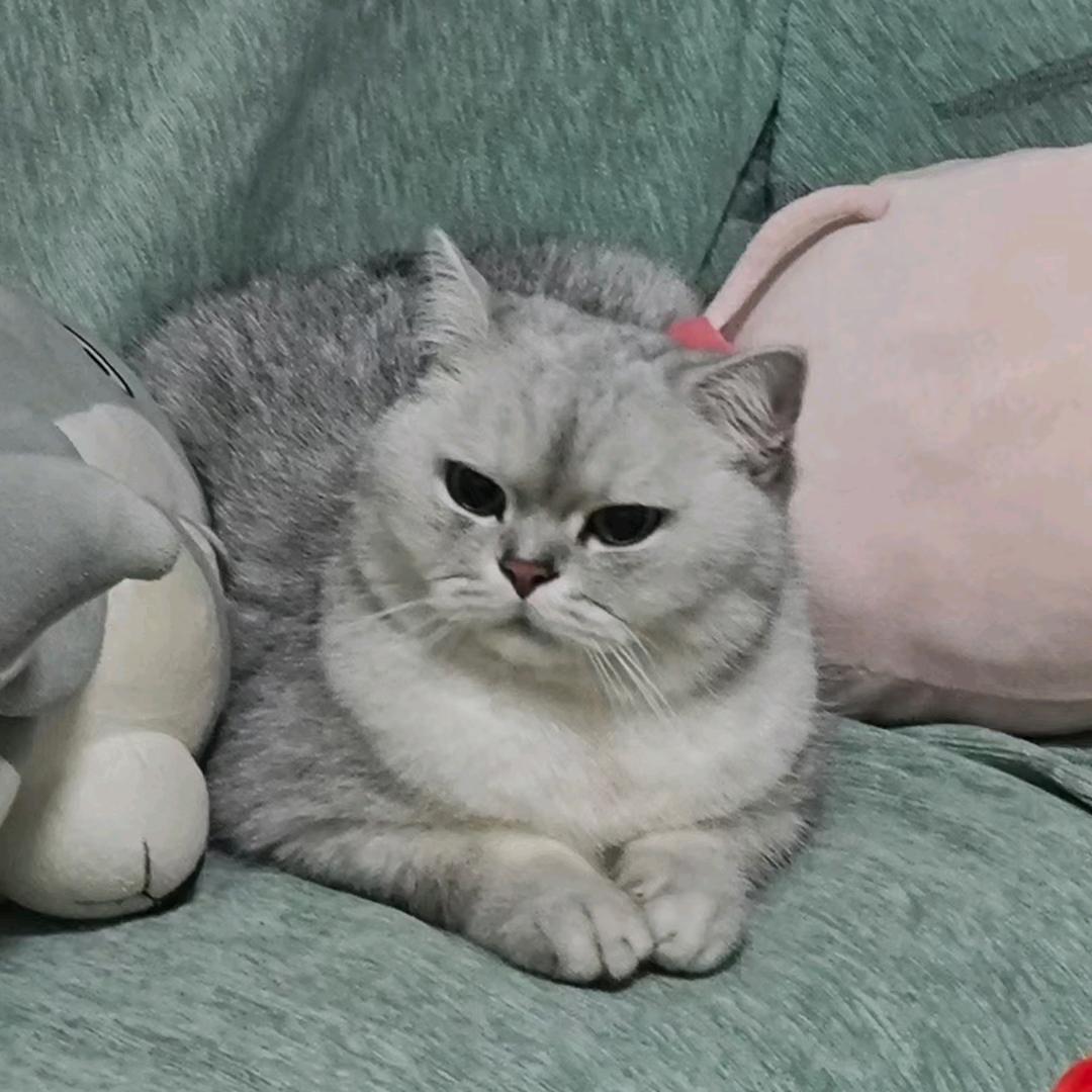 不聪明有点不聪明