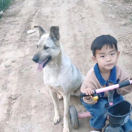 训犬人