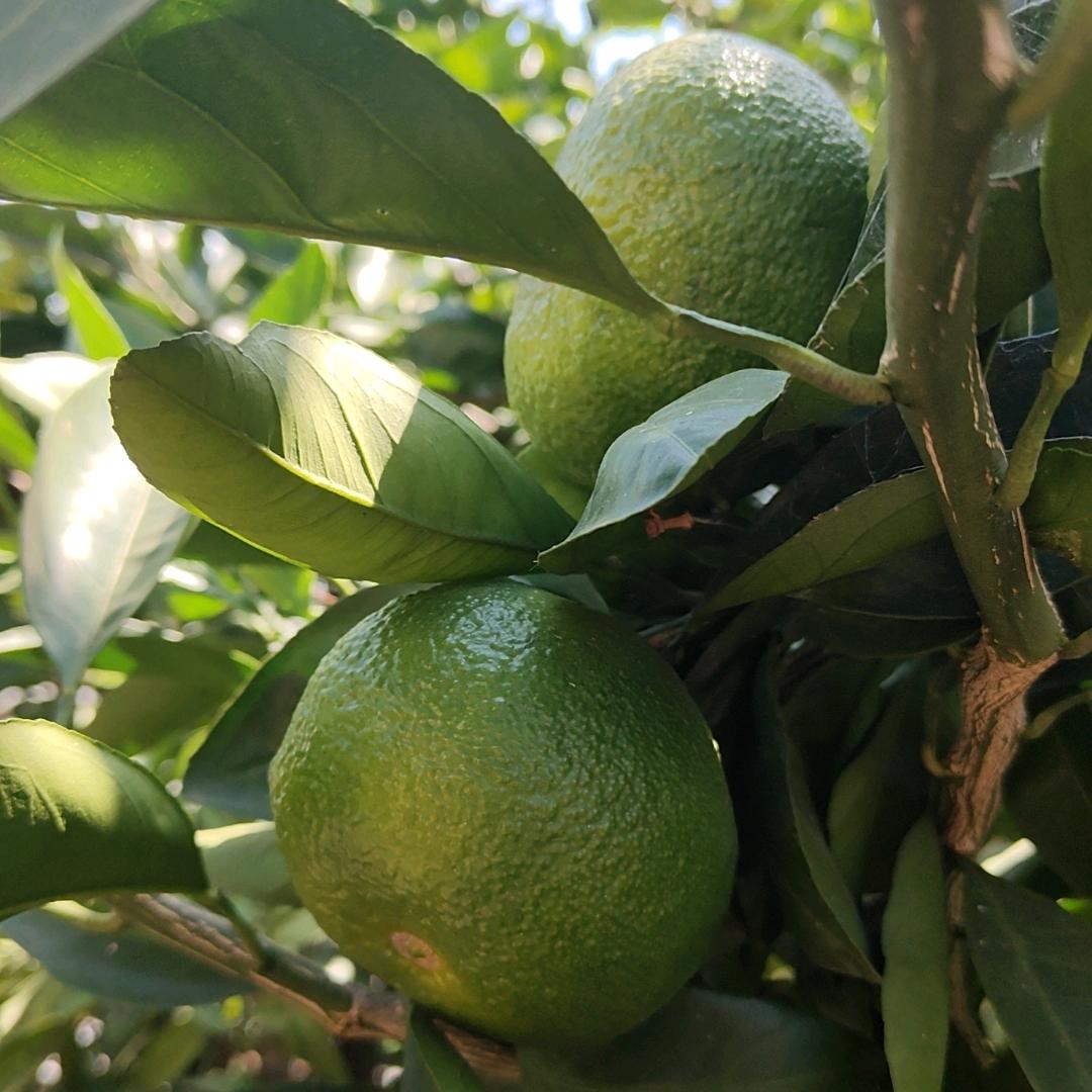 杯杯香浓营养食品专营店