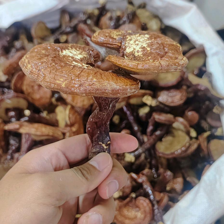 小栗