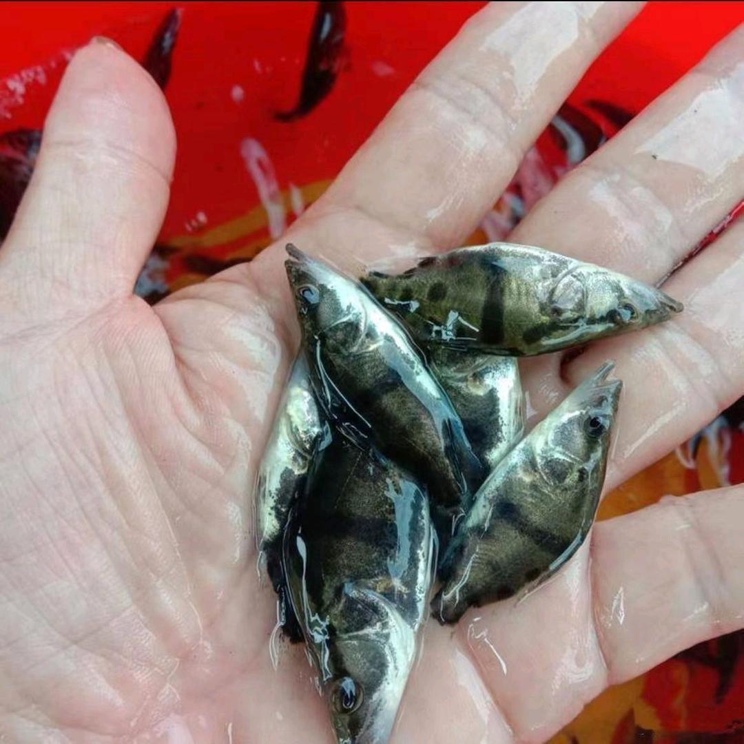 集团化优质种苗基地